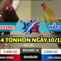 trực tiếp đá gà bồ tonhon hôm nay