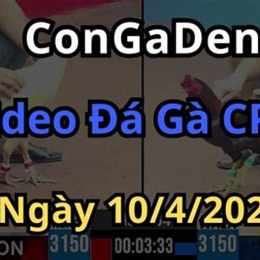 trực tiếp đá gà congaden com