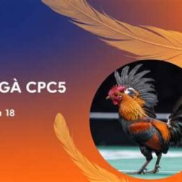 trực tiếp đá gà cpc5