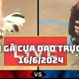 truc tiep đa ga cua dao