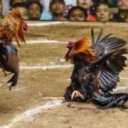 trực tiếp đá gà đá gà thomo