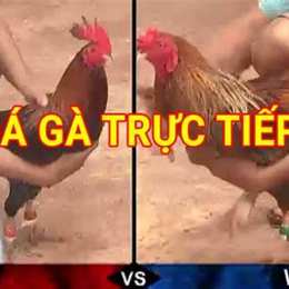 truc tiep da ga daga-win