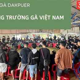 trực tiếp đá gà hôm nay 888