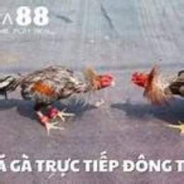 truc tiep da ga khomo