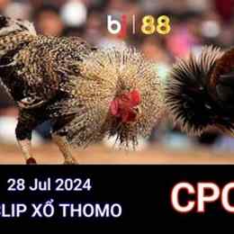 trực tiếp đá gà ngày 28 tháng 6