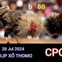 trực tiếp đá gà ở 88