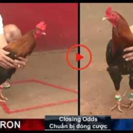 truc tiep da ga philippin
