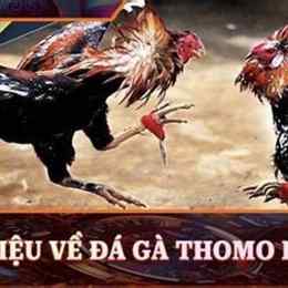 truc tiep da ga thomo 67