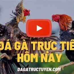 truc tiep da ga thomo binh luan