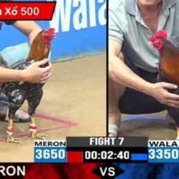 trực tiếp đá gà trực tiếp hôm nay