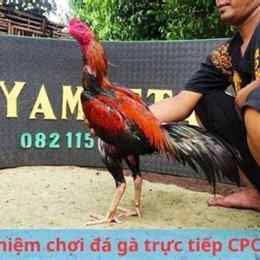 trực tiếp gà đá c4