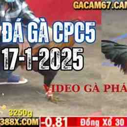 truc tiep ga da hom nay
