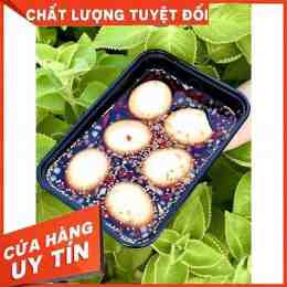 trứng gà ta lòng đỏ đậm