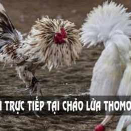 tt da ga thomo hom nay binh luan