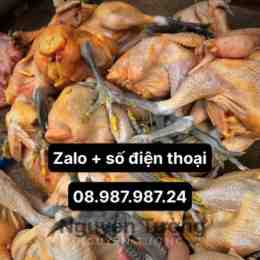 tường gà đà lạt