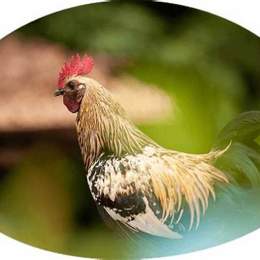 tường thuật đá gà c2 hôm nay