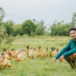 tuyển người nuôi gà đá