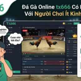 tx666 đá gà