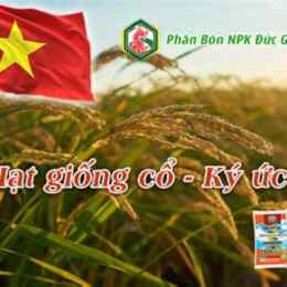 ức gà sống không da
