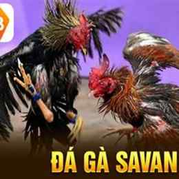 ucw88-da ga truc tuyen