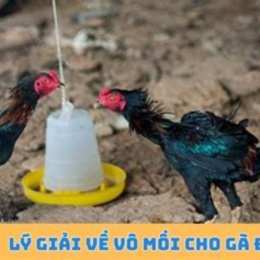 vô mồi cho gà đá