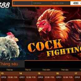 vs388 đá gà việt