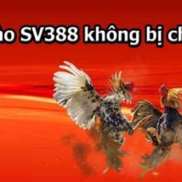 vs388 link đá gà thomo