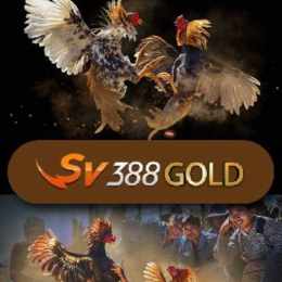 vs888 đá gà