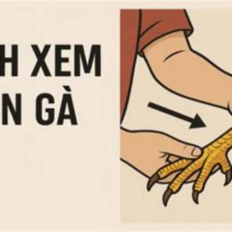 xem chân gà đá hay