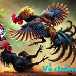 xem đá gà c2 trực tiếp