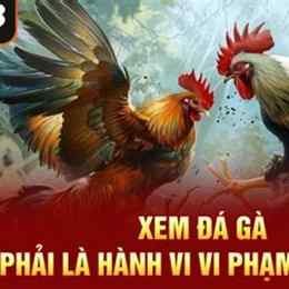 xem đá gà có bị phạt không