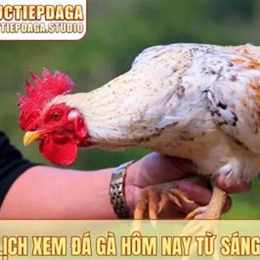 xem da ga hom nay