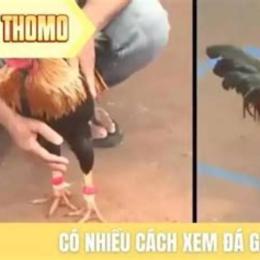 xem da ga thôm