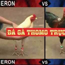 xem đá gà thomo ngày 24 tháng 6