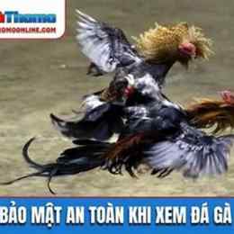 xem da ga truoc tiep