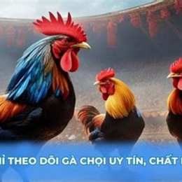 xem gà nội đá