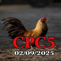 xem lại đá gà c5 hôm nay