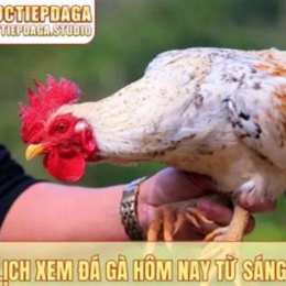 xem lai da ga hom nay