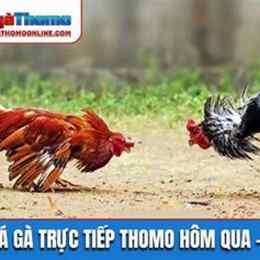 xem lai da ga thomo hom nay