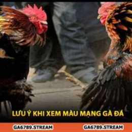 xem mang ga da