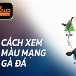 xem mau mang ga da
