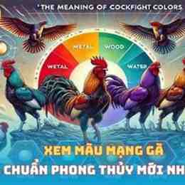 xem màu màu mạng gà đá