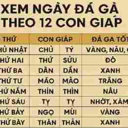 xem ngày da gà