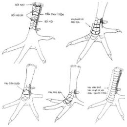 xem vảy gà đá hay