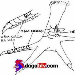 xem vảy gà đá